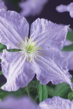 Blue Angel Clematis - 1 Gallon Pot -Garden Plants Shop clematis blue angel 2