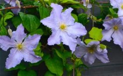Blue Angel Clematis - 1 Gallon Pot -Garden Plants Shop clematis blue angel 5