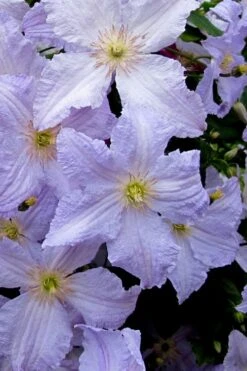 Blue Angel Clematis - 1 Gallon Pot -Garden Plants Shop clematis blue angel 6