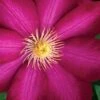 Bourbon Clematis - 1 Gallon Pot -Garden Plants Shop clematis bourbon 9