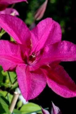 Cardinal Wyszynski Clematis - 1 Gallon Pot -Garden Plants Shop clematis cardinal wyszynski 10