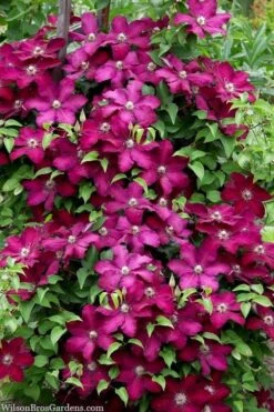Cardinal Wyszynski Clematis - 1 Gallon Pot -Garden Plants Shop clematis cardinal wyszynski 7