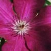 Cardinal Wyszynski Clematis - 1 Gallon Pot -Garden Plants Shop clematis cardinal wyszynski 9