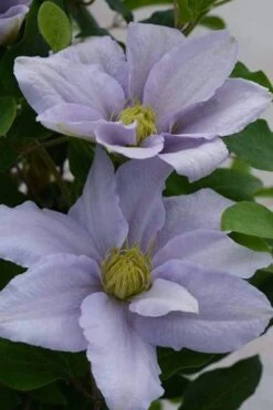 Chelsea Clematis - 1 Gallon Pot -Garden Plants Shop clematis chelsea 3