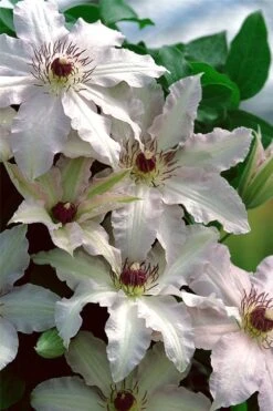 Clair De Lune Clematis - 1 Gallon Pot -Garden Plants Shop clematis clair de june 2