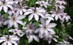 Clair De Lune Clematis - 1 Gallon Pot -Garden Plants Shop clematis clair de june 4