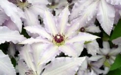 Clair De Lune Clematis - 1 Gallon Pot -Garden Plants Shop clematis clair de june 6