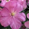 Comtesse De Bouchaud Clematis - 1 Gallon Pot