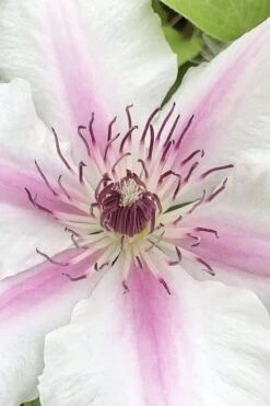 Corinne Clematis - 1 Gallon Pot -Garden Plants Shop clematis corinne 15