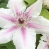 Corinne Clematis - 1 Gallon Pot 2 Corinne Clematis - 1 Gallon Pot -Garden Plants Shop clematis corinne 16