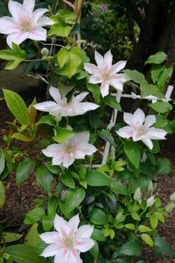 Corinne Clematis - 1 Gallon Pot -Garden Plants Shop clematis corinne 18