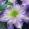 Crystal Fountain Clematis - 1 Gallon Pot -Garden Plants Shop clematis crystal fountain 1