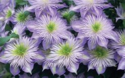 Crystal Fountain Clematis - 1 Gallon Pot 11 Crystal Fountain Clematis - 1 Gallon Pot -Garden Plants Shop clematis crystal fountain 2