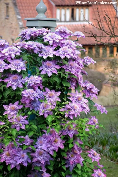 Crystal Fountain Clematis - 1 Gallon Pot 6 Crystal Fountain Clematis - 1 Gallon Pot - Image 4