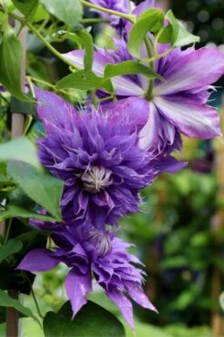 Diamantina Clematis - 1 Gallon Pot -Garden Plants Shop clematis diamantina 1