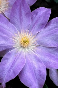 Diana's Delight Clematis - 1 Gallon Pot -Garden Plants Shop clematis dianas delight 1