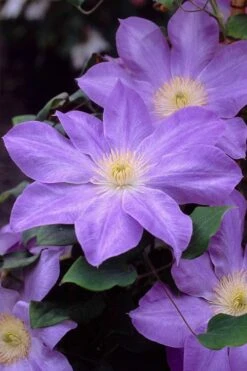 Diana's Delight Clematis - 1 Gallon Pot -Garden Plants Shop clematis dianas delight 2