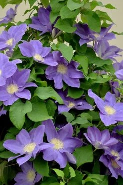 Diana's Delight Clematis - 1 Gallon Pot -Garden Plants Shop clematis dianas delight 3