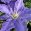 Diana's Delight Clematis - 1 Gallon Pot 1 Diana's Delight Clematis - 1 Gallon Pot -Garden Plants Shop clematis dianas delight 500x750 1