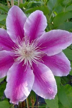 Dr. Ruppel Clematis - 1 Gallon Pot -Garden Plants Shop clematis dr ruppel 2