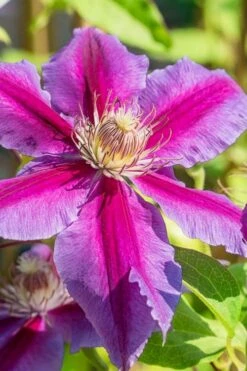Dr. Ruppel Clematis - 1 Gallon Pot -Garden Plants Shop clematis dr ruppel 3