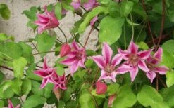 Duchess Of Albany Clematis - 1 Gallon Pot -Garden Plants Shop clematis duchess of albany 6