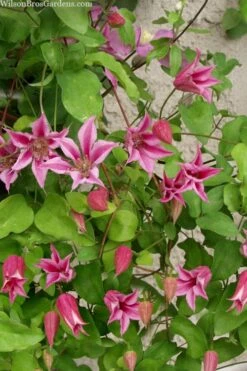 Duchess Of Albany Clematis - 1 Gallon Pot -Garden Plants Shop clematis duchess of albany 7