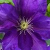 Duchess Of Cornwall Clematis- 1 Gallon Pot -Garden Plants Shop clematis duchess of cornwall 3