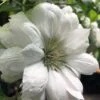 Duchess Of Edinburgh Clematis - 1 Gallon Pot -Garden Plants Shop clematis duchess of edinburgh 5 1
