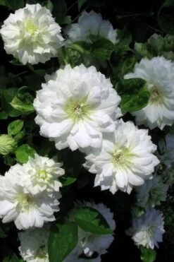 Duchess Of Edinburgh Clematis - 1 Gallon Pot -Garden Plants Shop clematis duchess of edinburgh 7 1