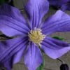 Durandii Clematis - 1 Gallon Pot -Garden Plants Shop clematis durandii 10