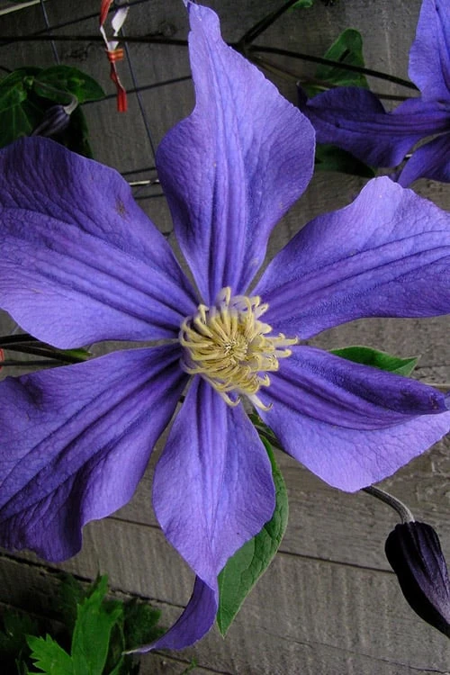 Durandii Clematis - 1 Gallon Pot 3 Durandii Clematis - 1 Gallon Pot