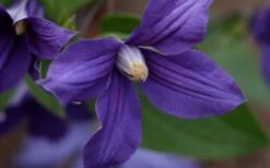Durandii Clematis - 1 Gallon Pot 22 Durandii Clematis - 1 Gallon Pot -Garden Plants Shop clematis durandii 12