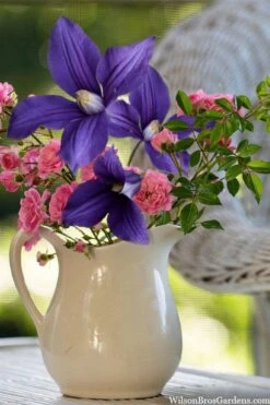 Durandii Clematis - 1 Gallon Pot 17 Durandii Clematis - 1 Gallon Pot -Garden Plants Shop clematis durandii 13