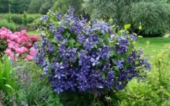 Durandii Clematis - 1 Gallon Pot 18 Durandii Clematis - 1 Gallon Pot -Garden Plants Shop clematis durandii 3