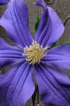 Durandii Clematis - 1 Gallon Pot 23 Durandii Clematis - 1 Gallon Pot -Garden Plants Shop clematis durandii 4