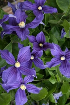 Durandii Clematis - 1 Gallon Pot 19 Durandii Clematis - 1 Gallon Pot -Garden Plants Shop clematis durandii 5