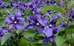 Durandii Clematis - 1 Gallon Pot 20 Durandii Clematis - 1 Gallon Pot -Garden Plants Shop clematis durandii 6