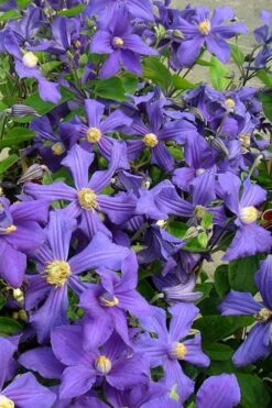 Durandii Clematis - 1 Gallon Pot 21 Durandii Clematis - 1 Gallon Pot -Garden Plants Shop clematis durandii 7