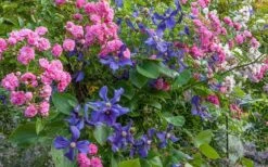 Durandii Clematis - 1 Gallon Pot 16 Durandii Clematis - 1 Gallon Pot -Garden Plants Shop clematis durandii 8