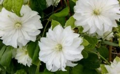 Duchess Of Edinburgh Clematis - 1 Gallon Pot -Garden Plants Shop clematis duschess of edinburgh 3 1