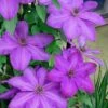 Elsa Spath Clematis - 1 Gallon Pot -Garden Plants Shop clematis elsa spath 6