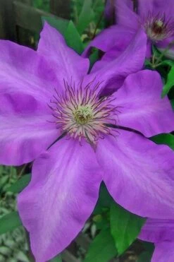 Elsa Spath Clematis - 1 Gallon Pot -Garden Plants Shop clematis elsa spath 7