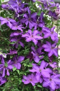 Elsa Spath Clematis - 1 Gallon Pot -Garden Plants Shop clematis elsa spath 9
