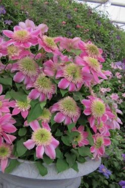 Empress Clematis - 1 Gallon Pot -Garden Plants Shop clematis empress 4