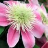 Empress Clematis - 1 Gallon Pot -Garden Plants Shop clematis empress 6