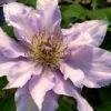 Filigree Clematis - 1 Gallon Pot 1 Filigree Clematis - 1 Gallon Pot -Garden Plants Shop clematis filigree 3