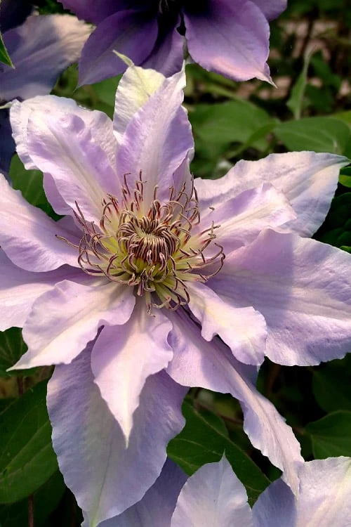 Filigree Clematis - 1 Gallon Pot 3 Filigree Clematis - 1 Gallon Pot