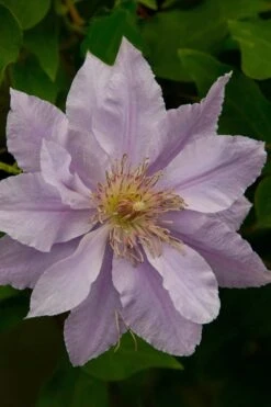 Filigree Clematis - 1 Gallon Pot 15 Filigree Clematis - 1 Gallon Pot -Garden Plants Shop clematis filigree 4