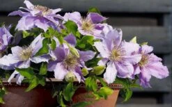 Filigree Clematis - 1 Gallon Pot 14 Filigree Clematis - 1 Gallon Pot -Garden Plants Shop clematis filigree 7